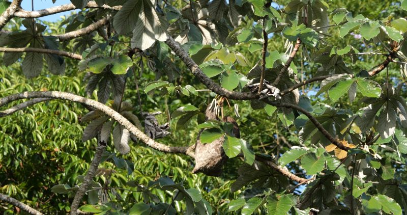 Scène uit Vogelvrij